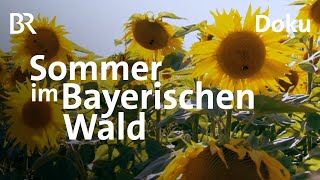 Der Bayerische Wald im Sommer Uralte Bäume böhmische Grenze  Heimat  Doku  BR [upl. by Enyawd701]