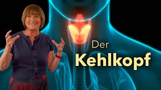 Der Kehlkopf Lage Aufbau Phonation [upl. by Odrawde]