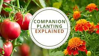 Companion Planting Explained [upl. by Sundstrom657]