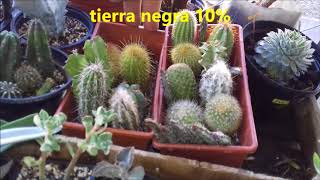 COMO PRODUCR RAICES EN CACTUS Y EUPHORBIAS [upl. by Fraze477]