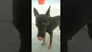 very popular dog gsd dog cuteanimal yt short video [upl. by Rebm463]