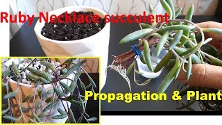 houseplants Ruby Necklace Succulent Propagation in water and plant in soil [upl. by Lanahtan]