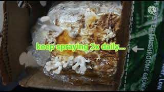 How to grow Misty Ranch Mushroom Home Farming Kit [upl. by Aube]