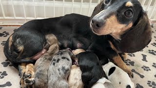 Dachshund Birth [upl. by Ashia]