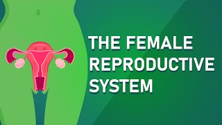 Understanding The Female Reproductive System [upl. by Rebmaed]