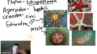 5 Classes of Echinoderms with Brief Explanation of Example Species [upl. by Eidob]