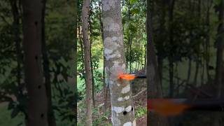 Tree Inoculation EXPLAINED [upl. by Janik]