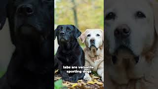 Unveiling Labrador Retrievers Surprising Facts About these Amazing Dogs [upl. by Arocahs619]