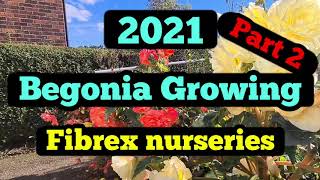 2021 Begonia growing Part 2 [upl. by Akayas889]