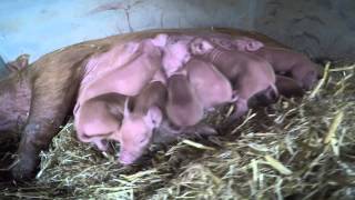 Tamworth Piglets at The Lost Gardens of Heligan [upl. by Eisenstark]