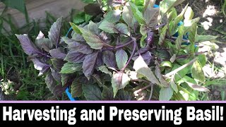 How to Harvest and Preserve Basil [upl. by Cynthea]