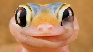 Aussie Geckos  CrittaCam [upl. by Adlesirk]