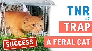 Successful story How to Trap a Feral Cat 101  TNR  Recommendations [upl. by Ennovehs]