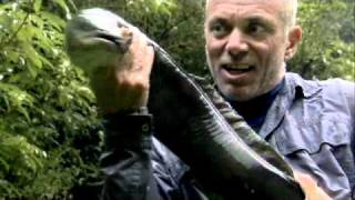 River Monsters Season 3 Trailer [upl. by Nospmas210]