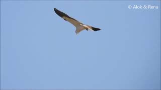 Blackwinged Kite hovering  Amazing Wildlife of India by Renu Tewari and Alok Tewari [upl. by Lowe]