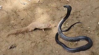 See how Mongoose defeat the huge Black Cobra [upl. by Harte400]