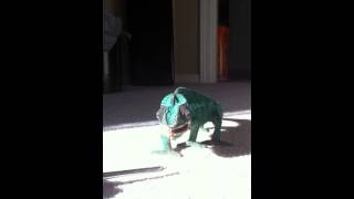 Panther chameleon eating [upl. by Marv]