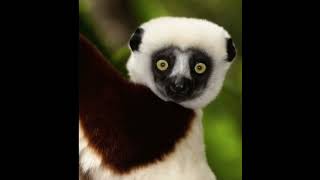 Dramatic Sifaka Lemur [upl. by Fancy]