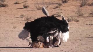 Ostrich Mating [upl. by Ludwigg651]