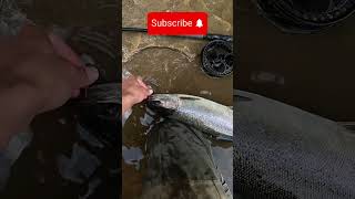 Steelhead Fishing bobber down on a jig fishing steelhead salmon [upl. by Devon]