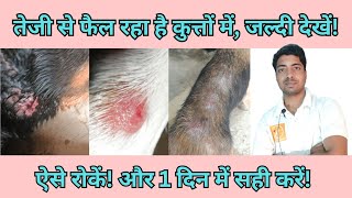 Dog skin problem homemade remedy dog ke charm rog skin problem [upl. by Roots83]