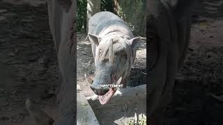 Les Cornes Des Animaux Peuvent Tuer Leur Porteur 🤘🐑 shorts [upl. by Estey239]