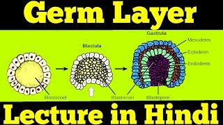 Gastrulation  Germ Layers Ectoderm Mesoderm amp Endoderm  For NEET [upl. by Atsyrt838]