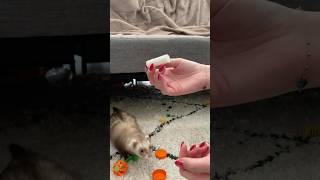 De vraies voleuses pro  🤣🫶🏻 furet furets ferret ferrets funnyvideos funnyshorts funny [upl. by Immas]