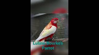 Lotino Bourke’s Parrot  beautiful Parrot [upl. by Castra]