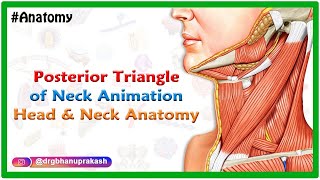 Posterior Triangle Of Neck Animation  Head and Neck anatomy  USMLE Step 1 [upl. by Margot31]