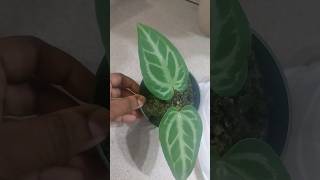 anthurium magnificum anthuriumhybrid ecuagenera plantcare repotting aroids plants plantcare [upl. by Polard]