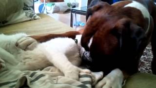 Boxer dog plays with cute cat [upl. by Ridan]