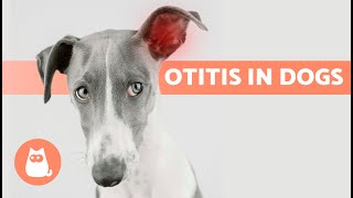 5 HOME REMEDIES for OTITIS in DOGS 🐶✅ Do They Work [upl. by Airdnat]