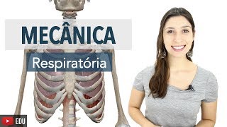 Sistema Respiratório 56 Mecânica Respiratória Músculos Acessórios e Hematose  Anatomia e etc [upl. by Orvil774]