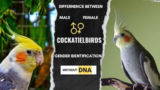 How to identity male and female in cockatiel birds  All cockatiel gender identification without DNA [upl. by Dnalkrik221]