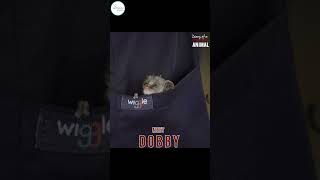 Cuteness overload Meet Dobby  the baby bush baby  wildliferescue animalshelter babyalnimals [upl. by Hassi859]