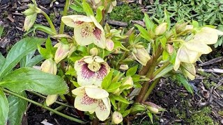 Hellebore Rio Carnival Prepare For Spring Blooms  March 1 [upl. by Rostand]