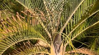 PALMERA TRIANGULAR Dypsis decaryi wwwriomoroscom [upl. by Hamid]