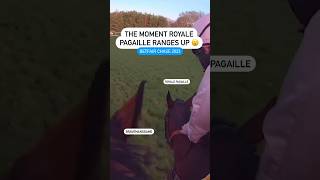 That moment… horse horseplay betfairchase horsesport horserace animalshorts [upl. by Tsan748]