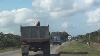 PIG ESCAPEORIGINAL VIDEO Maiale salta da un camionCubaMTS [upl. by Andrey]