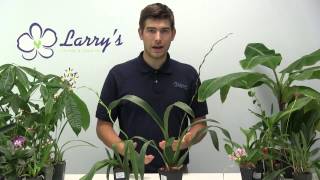 How to Grow Oncidium Orchids  Complete Growig Guide [upl. by Airehtfele]