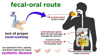 Typhoid Fever Salmonella typhi [upl. by Ollecram586]