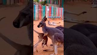 Down Under 🦘🥜 🎥 SanAntonioZoo shorts [upl. by Kcyrred883]