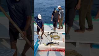 Yellowfin fish on lakshadweep [upl. by Rosaline]