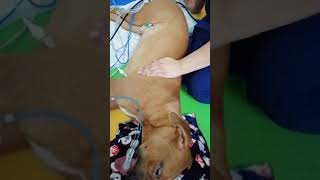 Neurología Veterinaria fisioterapia percusión torácica [upl. by Vigen795]