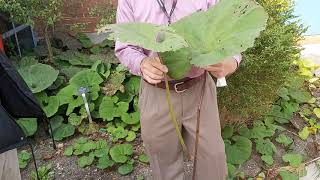 Asteraceae  Petasites japoniCUS var gigantEUS [upl. by Lanae]