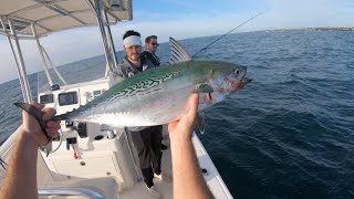 Crazy Albie Blitz Fishing For BIG False Albacore In Rhode Island 2020 [upl. by Ylrae920]