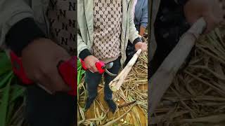 Sugar cane cutting shears [upl. by Akeem]