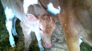 milking fresh cow colostrum newborn guernsey nursing [upl. by Namia]