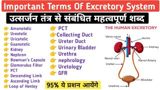 Important Terms Of Excretory System  System Guru Ravi  Urinary System [upl. by Kara-Lynn]